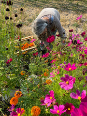 plant-dyed wool felt flower pins (new batch!)