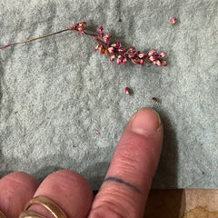 indigo plant-dyed treasure box for the stitcher